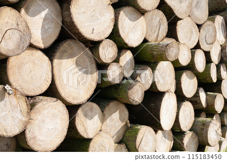 Pile of wood logs, closeup of clean cut of chopped firewood logs. Natural wooden background 115183450