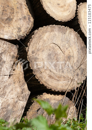 Pile of wood logs, closeup of clean cut of chopped firewood logs. Natural wooden background 115183475