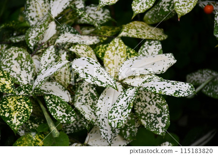 Downtown bicycle parking Downtown bicycle parking 115183820
