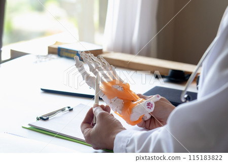 A doctor on a model shows problems with the ankle joint. 115183822