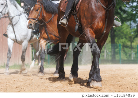 Horse riding school. Little children girls at group training equestrian lessons at outdoors ranch horse riding yard. Cute little beginner kid, closeup feet leg chestnut brown horse Horse riding school. Little children girls at group training equestrian lessons at outdoors ranch horse riding yard. Cute little beginner kid, closeup feet leg chestnut brown horse 115184059
