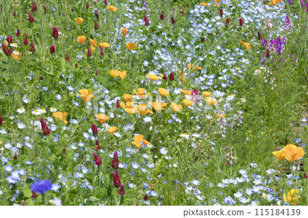 Flower bed Flower bed 115184139