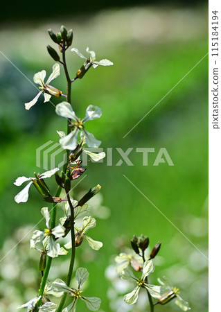 Arugula flowers Arugula flowers 115184194