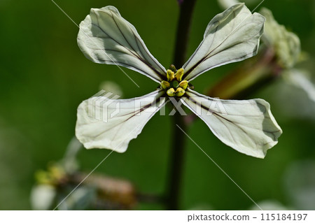 Arugula flowers Arugula flowers 115184197