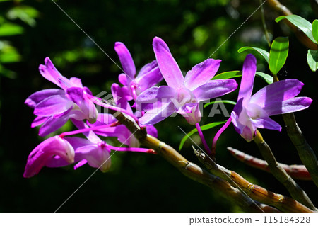 Dendrobium tschonoskii (Thunder Mountain) 115184328
