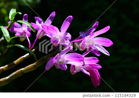Dendrobium tschonoskii (Thunder Mountain) Dendrobium tschonoskii (Thunder Mountain) 115184329