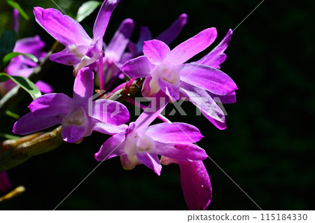 Dendrobium tschonoskii (Thunder Mountain) Dendrobium tschonoskii (Thunder Mountain) 115184330