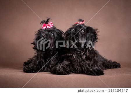 Two black dogs with red bows are lying 115184347