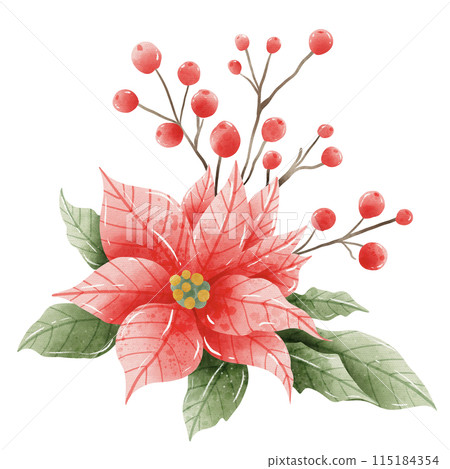 Watercolor Hand drawn illustration Christmas compositions with poinsettia flowers bouquet for holiday invitation, card design clipart print new year decor for print, label, invitation design  115184354