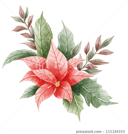 Watercolor Hand drawn illustration Christmas compositions with poinsettia flowers bouquet for holiday invitation, card design clipart print new year decor for print, label, invitation design  115184355