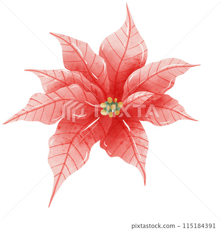Watercolor Hand drawn illustration Christmas red poinsettia flowers for holiday invitation, card design clipart print new year decor for print, label, invitation design   115184391