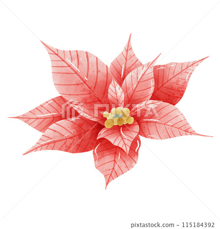 Watercolor Hand drawn illustration Christmas red poinsettia flowers for holiday invitation, card design clipart print new year decor for print, label, invitation design   Watercolor Hand drawn illustration Christmas red poinsettia flowers for holiday invitation, card design clipart print new year decor for print, label, invitation design   115184392
