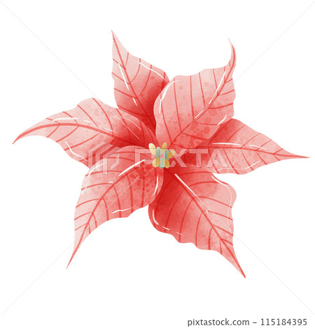 Watercolor Hand drawn illustration Christmas red poinsettia flowers for holiday invitation, card design clipart print new year decor for print, label, invitation design Watercolor Hand drawn illustration Christmas red poinsettia flowers for holiday invitation, card design clipart print new year decor for print, label, invitation design 115184395