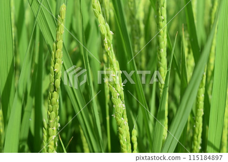 小白米花 小白米花 115184897