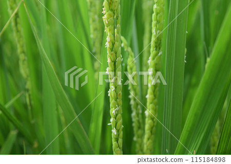 小白米花 115184898