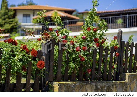 Wooden fence of country house with red flowers in bloom Wooden fence of country house with red flowers in bloom 115185166