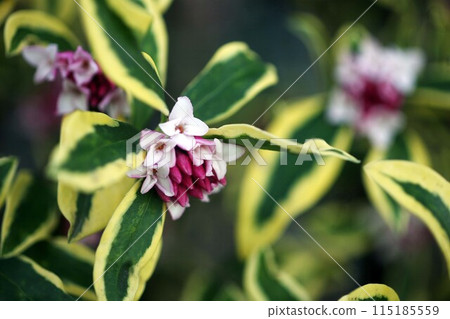 Daphne Daphne flower 115185559