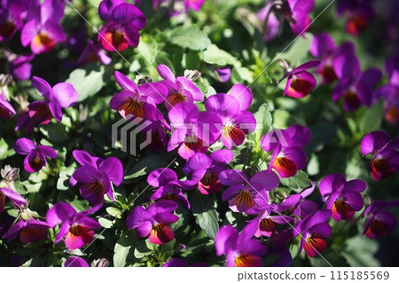 Viola Crimson Flower Viola Crimson Flower 115185569