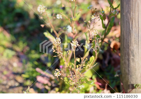 Shepherd's purse flowers beginning to bloom Shepherd's purse flowers beginning to bloom 115186030