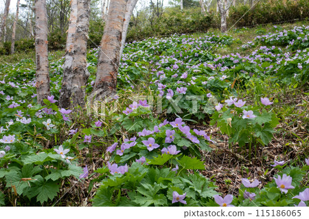 A colony of Shirane-Aoi flowers at Lake Nozori in Gunma Prefecture 115186065