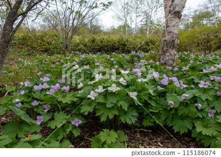 A colony of Shirane-Aoi flowers at Lake Nozori in Gunma Prefecture 115186074