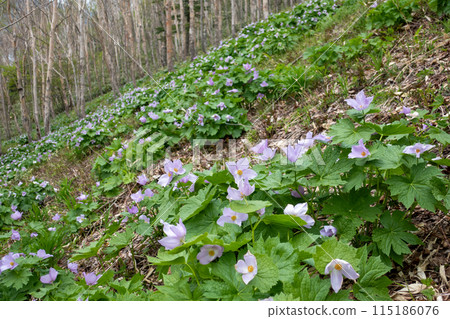 A colony of Shirane-Aoi flowers at Lake Nozori in Gunma Prefecture 115186076