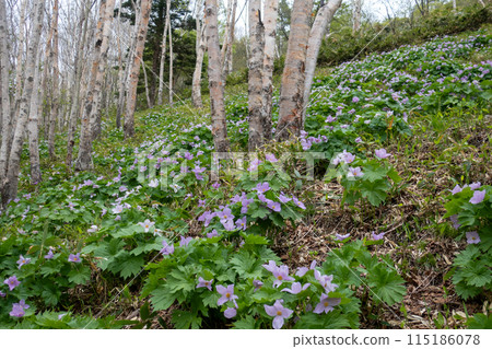 群馬縣野佐里湖的白風信子群落 115186078