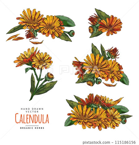 Calendula plant design elements collection sketch vector illustration isolated. 115186156