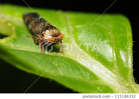 葉蟬的一種 葉蟬的一種 115186332