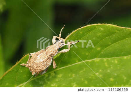 Shiloh cob weevil Shiloh cob weevil 115186366