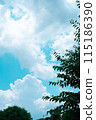 綠樹和夏天天空 115186390