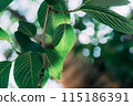 綠葉與玉散景背景 115186391