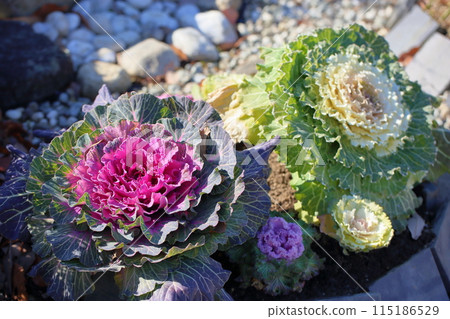 Habotan flowers 115186529