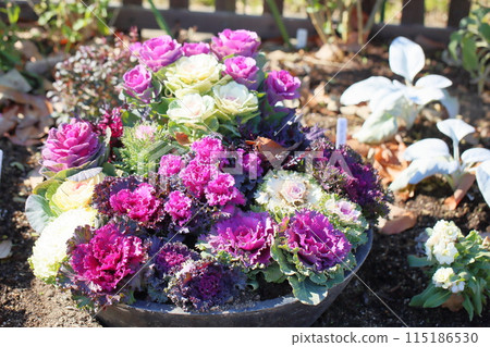 Habotan flowers 115186530