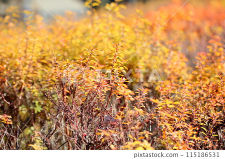 Brightly colored spiracle willow leaves 115186531