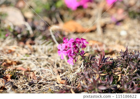 Shibazakura花 Shibazakura花 115186622