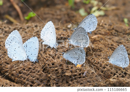 藍水蛤在沙袋中吸水 115186665