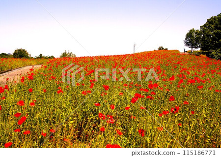 Red poppy field 115186771