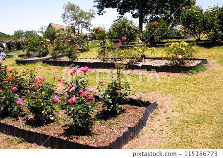 Park with flowers Park with flowers 115186773