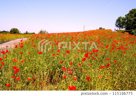 Red poppy field 115186775