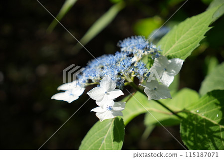 White Hakuji Hydrangea 115187071
