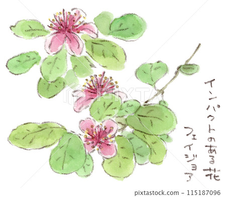 費約果花的水彩畫，其雄蕊充滿激情的深紅色，是一種初夏植物 115187096