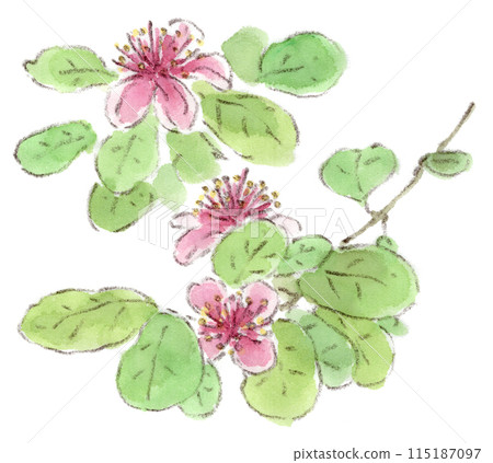 費約果花的水彩畫，其雄蕊充滿激情的深紅色，是一種初夏植物 115187097