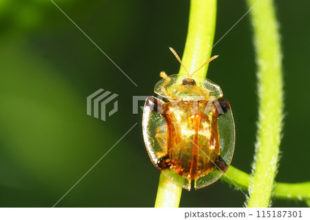 Jingasa beetle Jingasa beetle 115187301