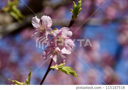 Cherry blossom 115187516