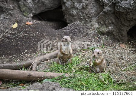 草原土撥鼠,上野動物園 草原土撥鼠,上野動物園 115187605