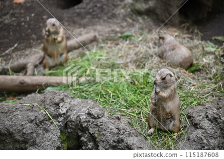 草原土撥鼠,上野動物園 草原土撥鼠,上野動物園 115187608