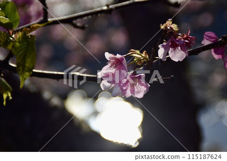 Cherry blossoming in the light 115187624