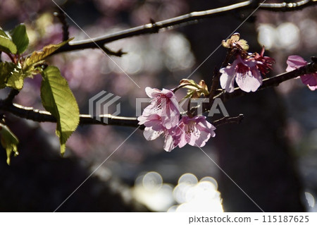 Kawazu Sakura bathed in the spring sunshine 115187625