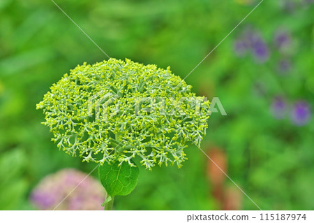 黃綠色繡球花（春季、五月） 115187974